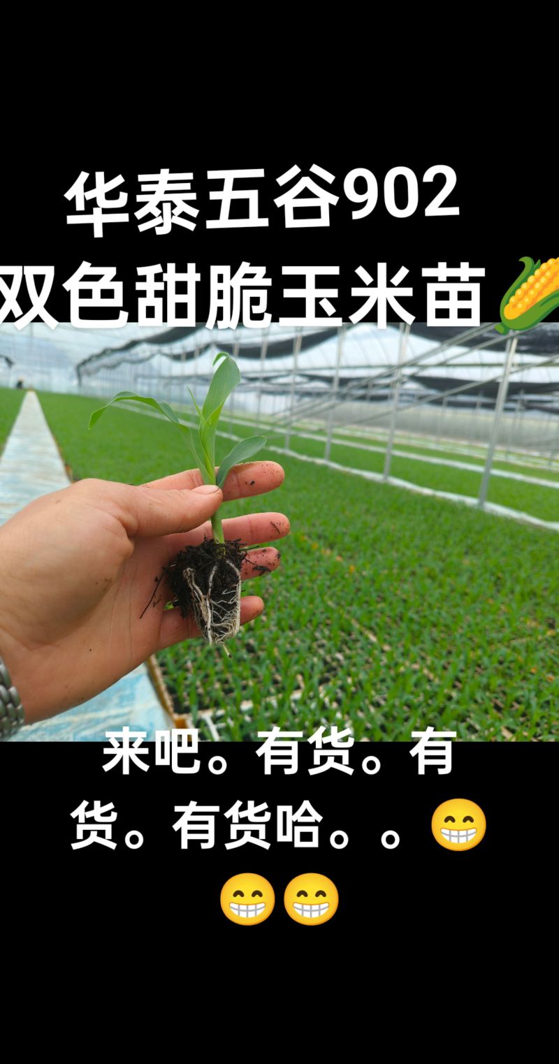 双色甜脆玉米苗