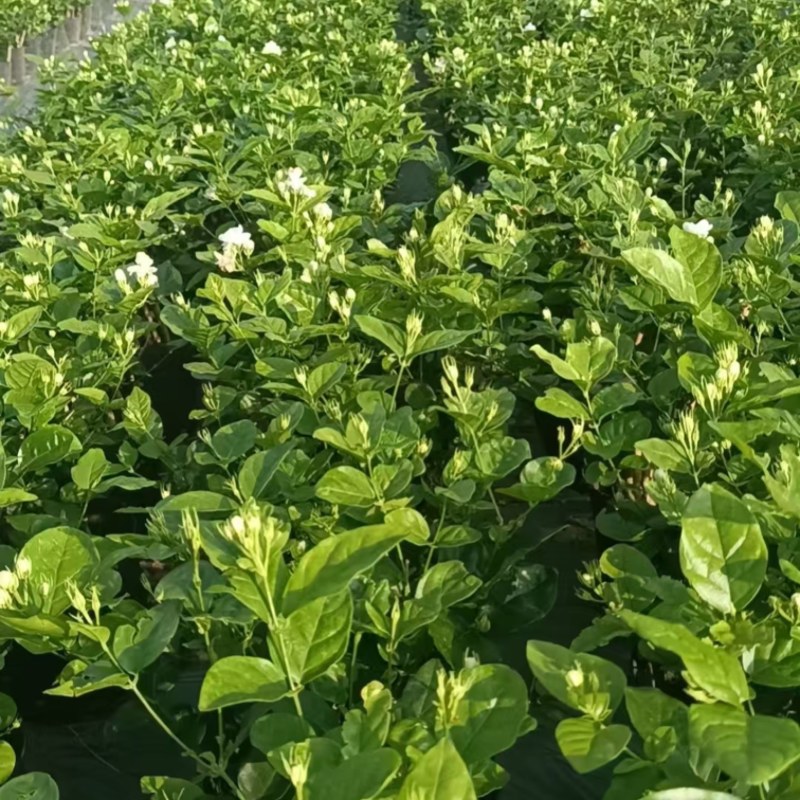 广西横州茉莉花盆栽，每盆13-15枝，花苞繁多保质保量