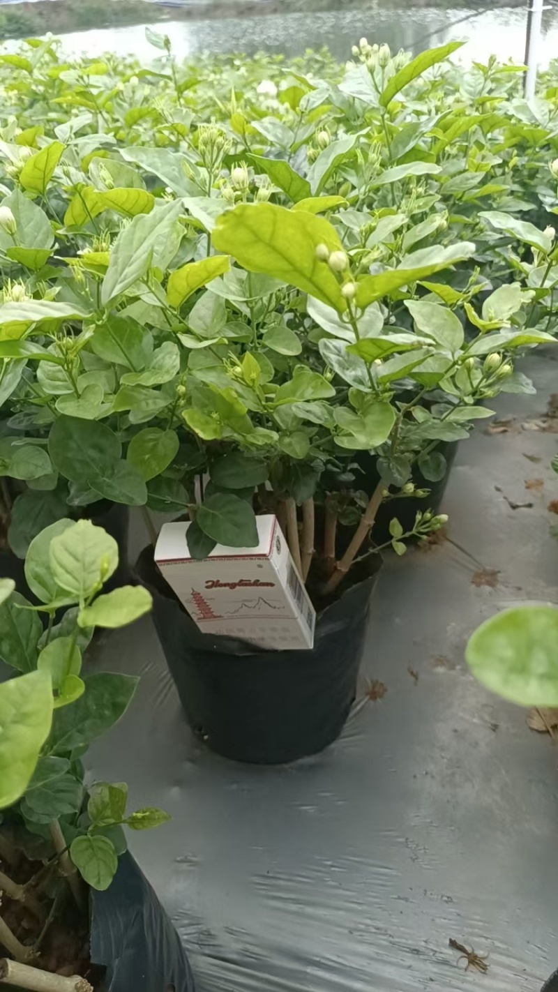 广西横州茉莉花盆栽，每盆13-15枝，花苞繁多保质保量