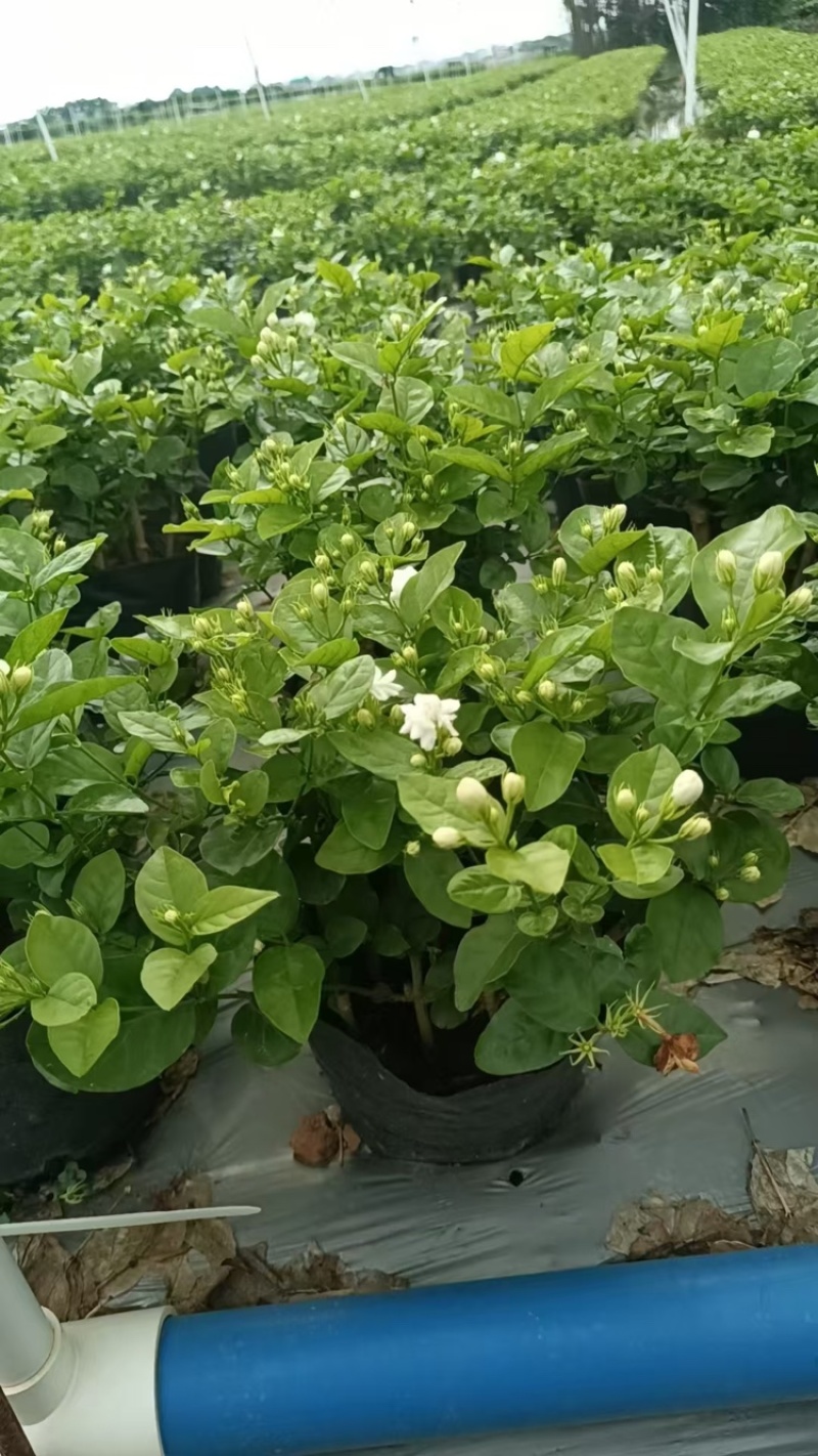 广西横州茉莉花盆栽，每盆13-15枝，花苞繁多保质保量