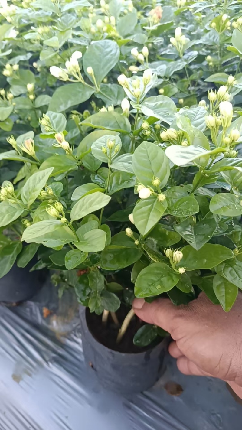 广西横州茉莉花盆栽，每盆13-15枝，花苞繁多保质保量