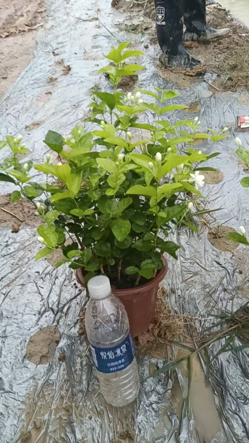 广西横州茉莉花盆栽，每盆13-15枝，花苞繁多保质保量