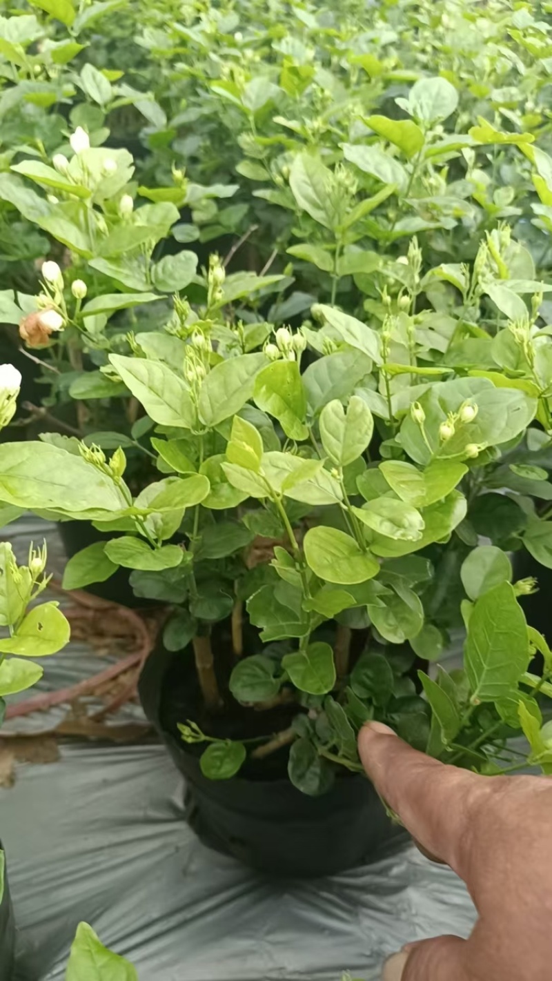 广西横州茉莉花盆栽，每盆13-15枝，花苞繁多保质保量