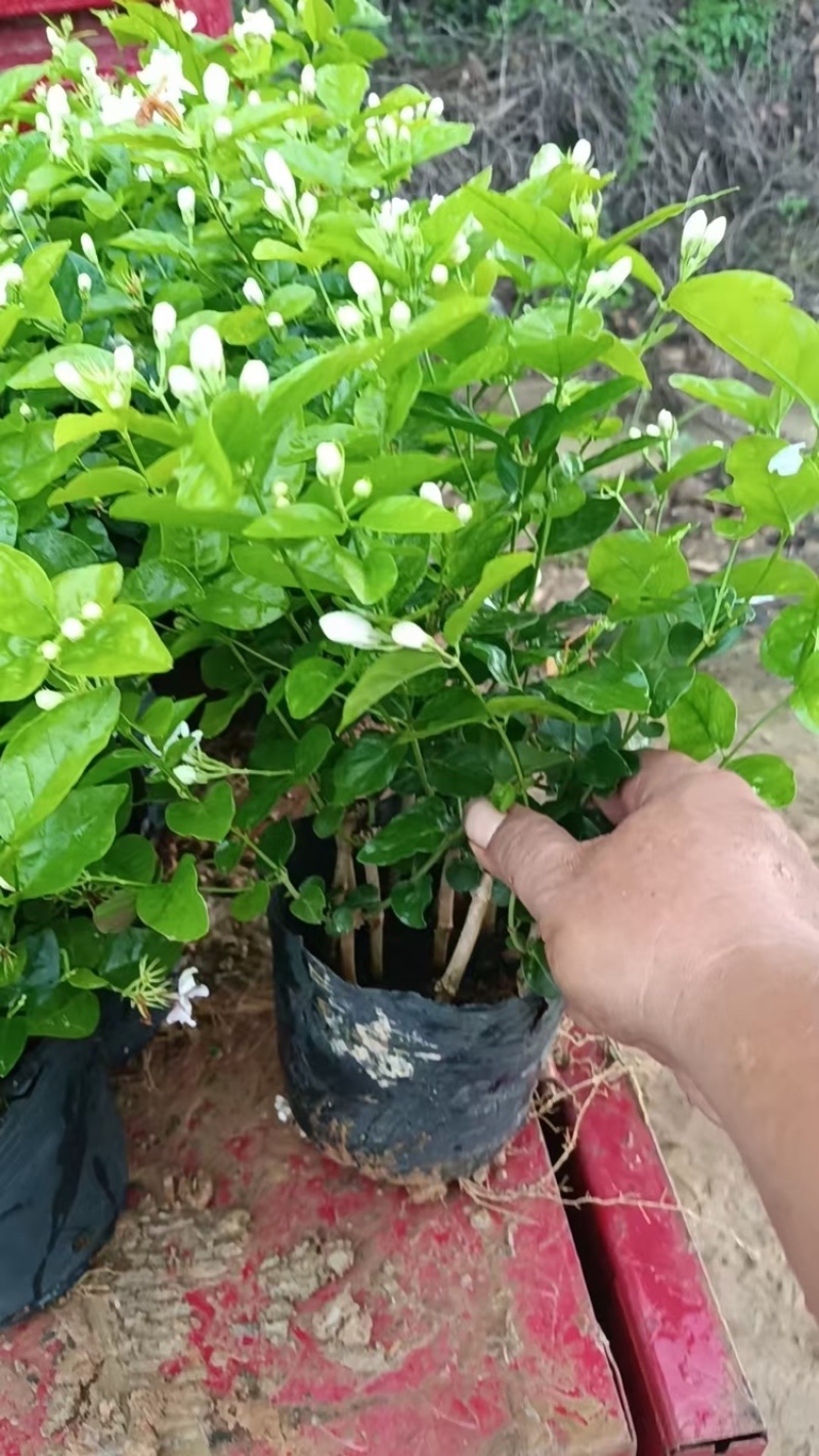 广西横州茉莉花盆栽，每盆13-15枝，花苞繁多保质保量