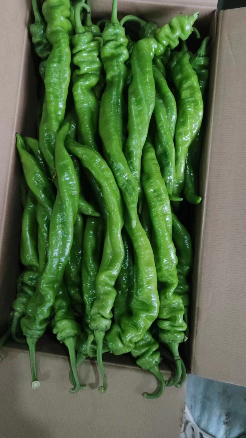 大量供应山西应县大陇椒，各种辣椒大量上市。全国代发。