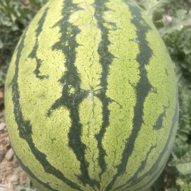 宁夏硒砂瓜