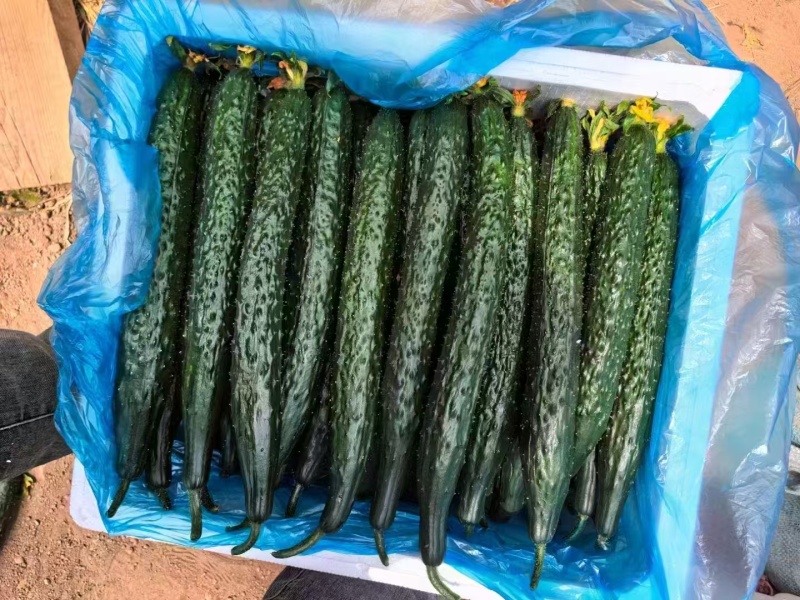 精品黄瓜密刺黄瓜货源充足量大从优质量保证欢迎咨询