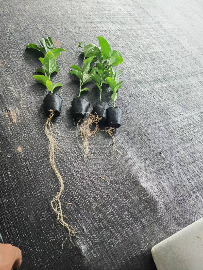 百香果苗嫁接苗产地直发质量保证诚信经营可视频看货