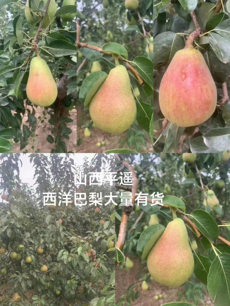 山西平遥，洋巴梨，红巴梨，大量有货，支持全国各地发货