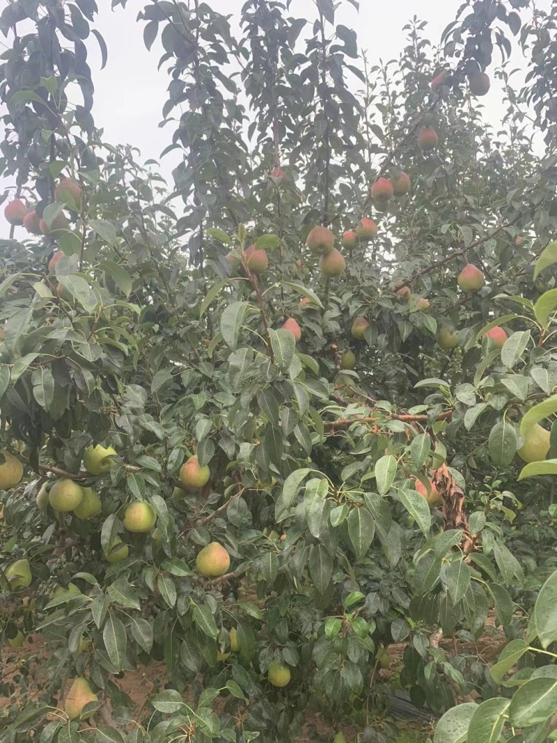 山西平遥，洋巴梨，红巴梨，大量有货，支持全国各地发货