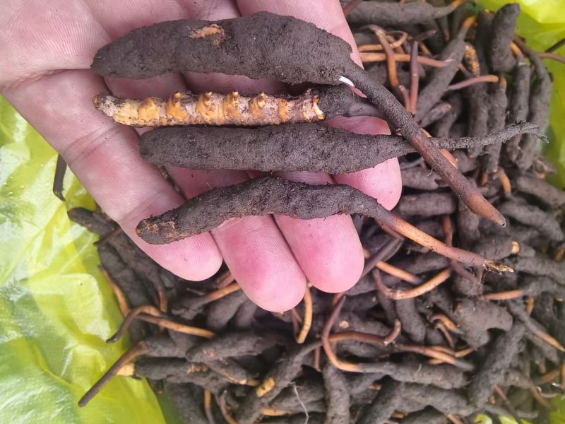 青海野生冬虫夏草，批发零售，保质保量。