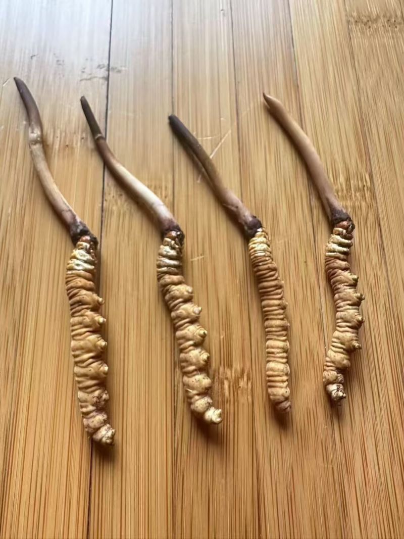 青海野生冬虫夏草，批发零售，保质保量。