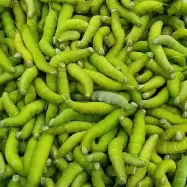 豆丹