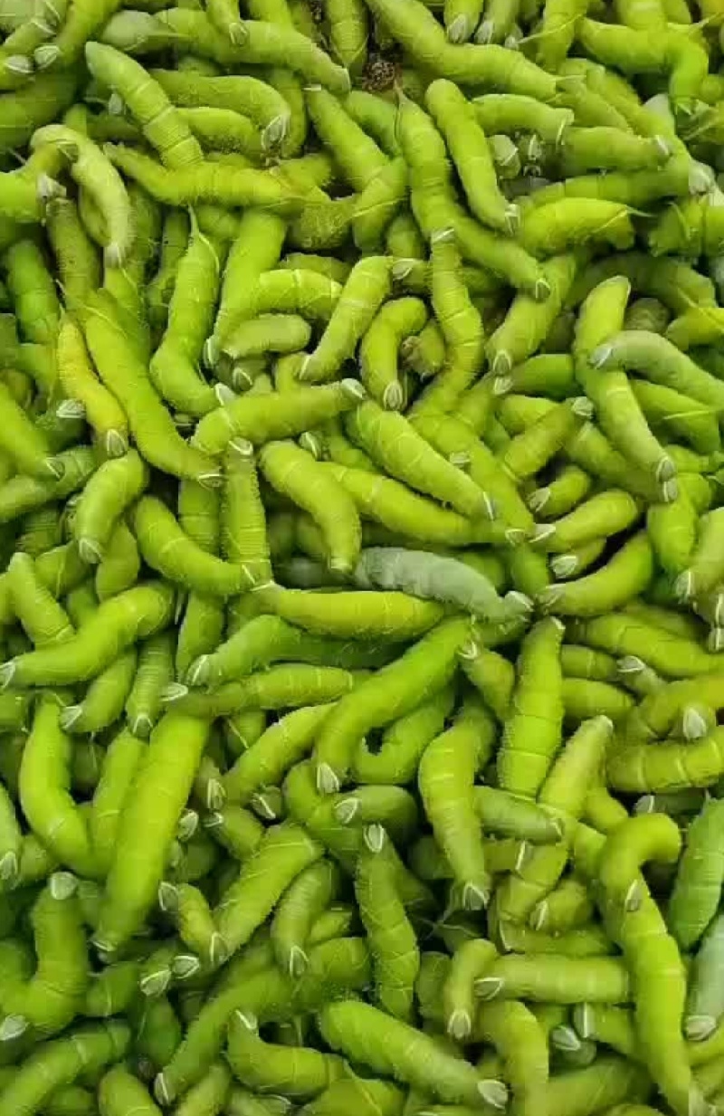 豆丹