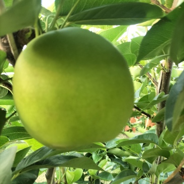 苏翠梨1号