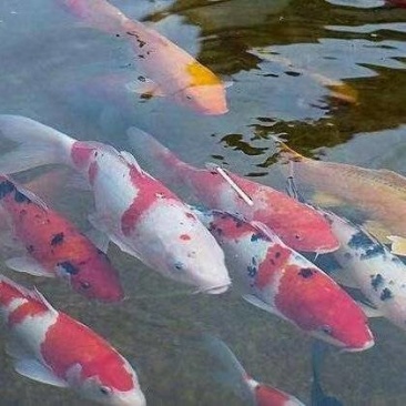 河南南阳观赏锦鲤品种齐全万亩水产基地欢迎来电咨询详谈