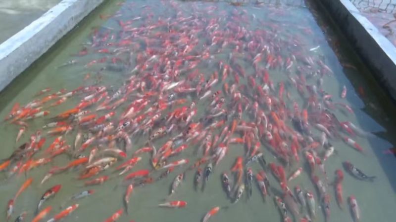 河南南阳观赏锦鲤品种齐全万亩水产基地欢迎来电咨询详谈