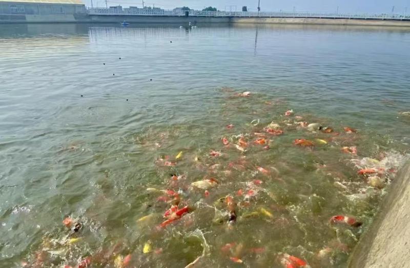 河南南阳观赏锦鲤品种齐全万亩水产基地欢迎来电咨询详谈