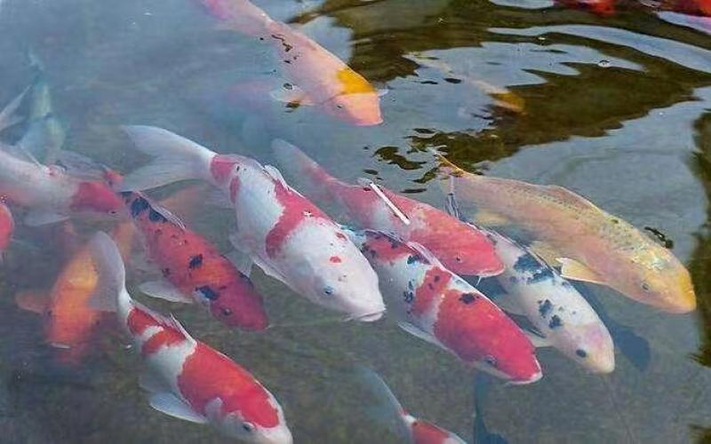 河南南阳观赏锦鲤品种齐全万亩水产基地欢迎来电咨询详谈