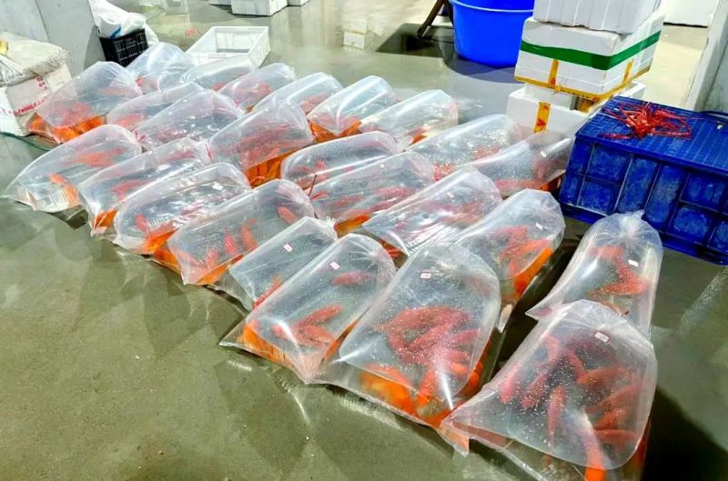 河南南阳观赏锦鲤品种齐全万亩水产基地欢迎来电咨询详谈