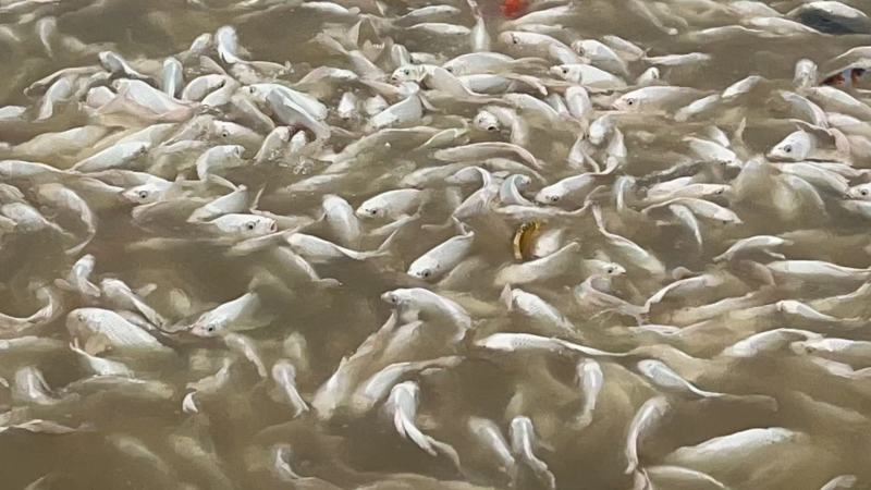 河南南阳观赏锦鲤品种齐全万亩水产基地欢迎来电咨询详谈