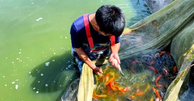 河南南阳观赏锦鲤品种齐全万亩水产基地欢迎来电咨询详谈
