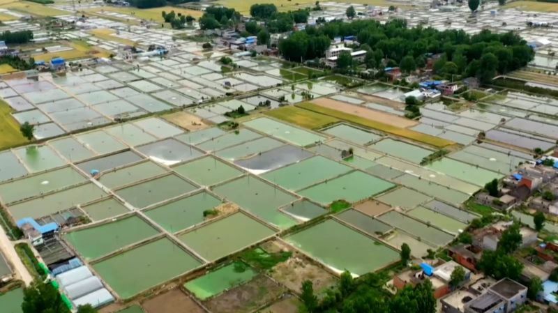 河南南阳观赏锦鲤品种齐全万亩水产基地欢迎来电咨询详谈