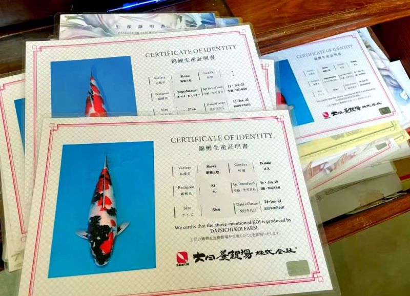 河南南阳观赏锦鲤品种齐全万亩水产基地欢迎来电咨询详谈