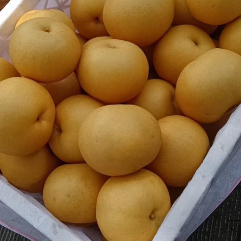 精品圆黄梨大量上市品质保证量大从优一手货源
