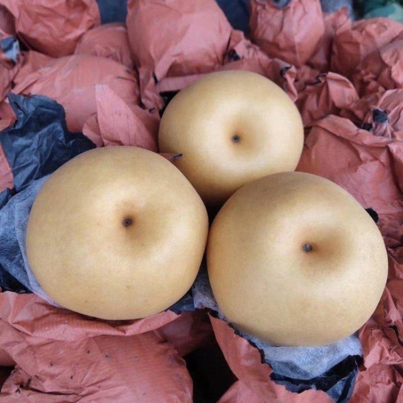 精品丰水梨大量上市品质保证量大从优一手货源