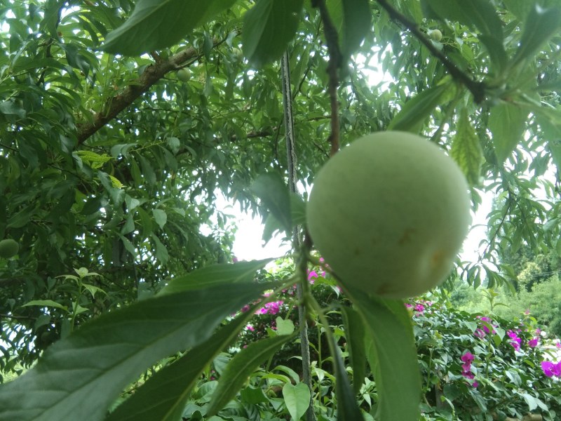 蜂糖李