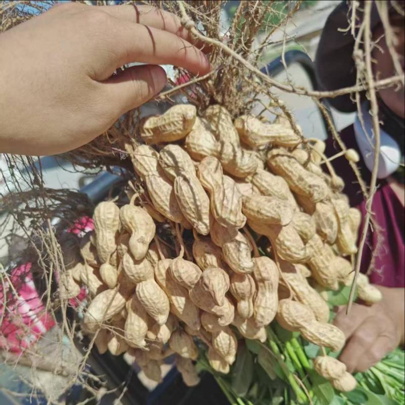 河南开封鲜花生