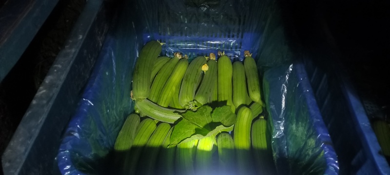 精品油丝瓜