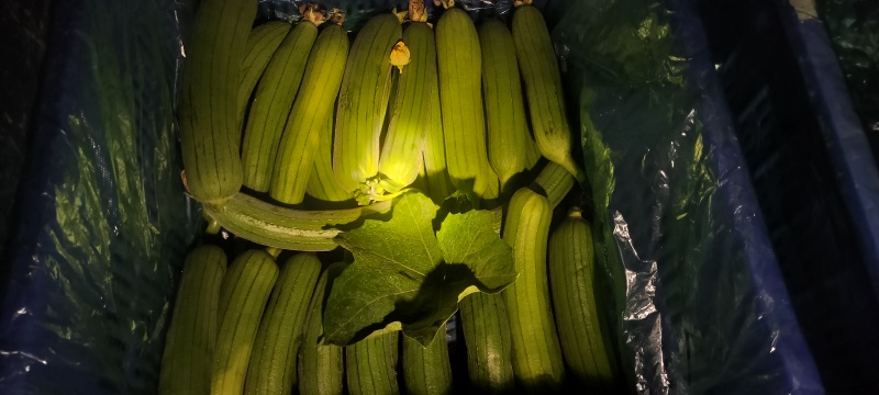 精品油丝瓜
