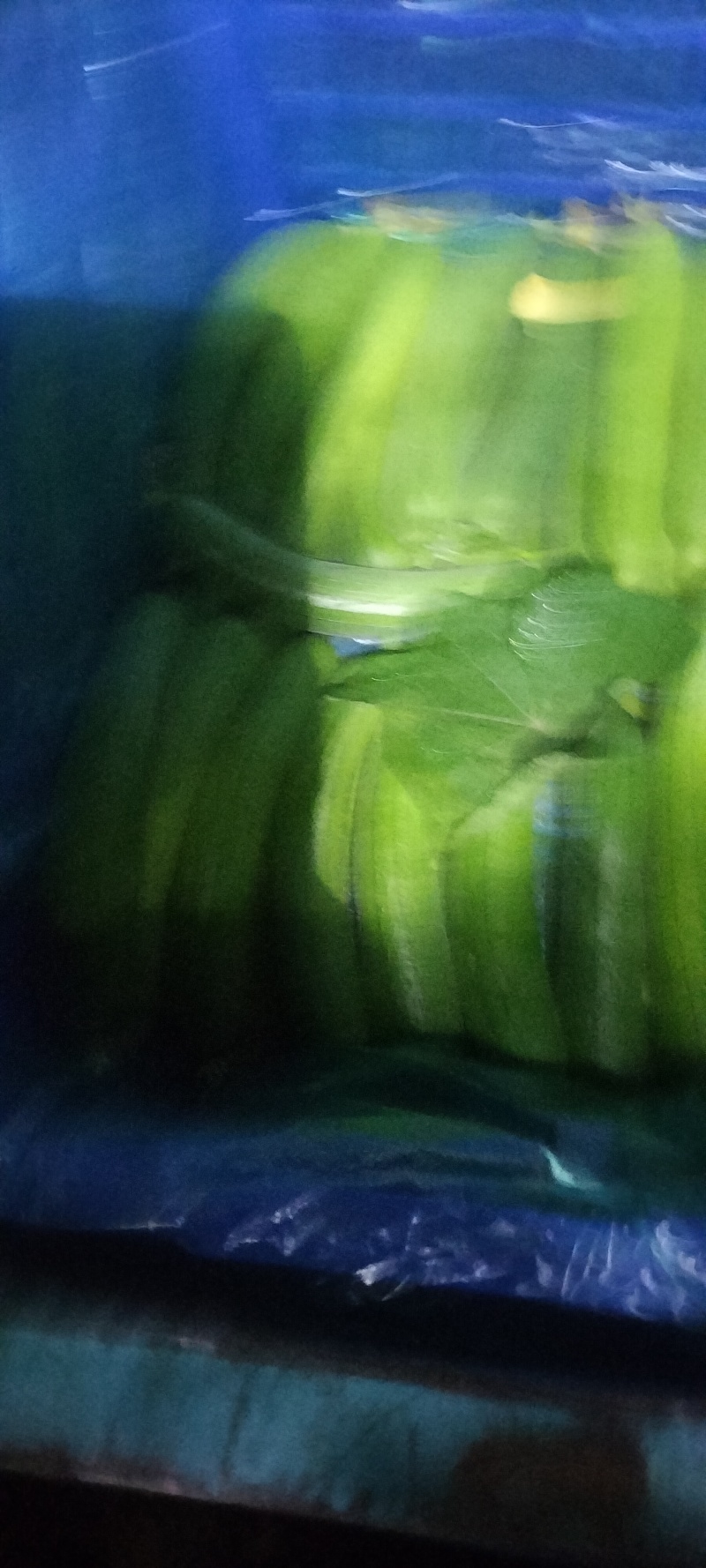 精品油丝瓜