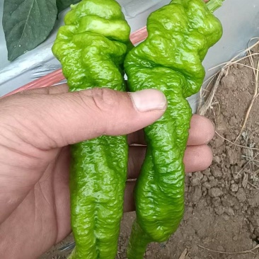 山西大同螺丝椒大量货源现摘现发保质保量欢迎随时联系