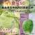 郑研种苗夏宝50天大白菜种子早熟夏阳白菜种籽夏季抗热结球