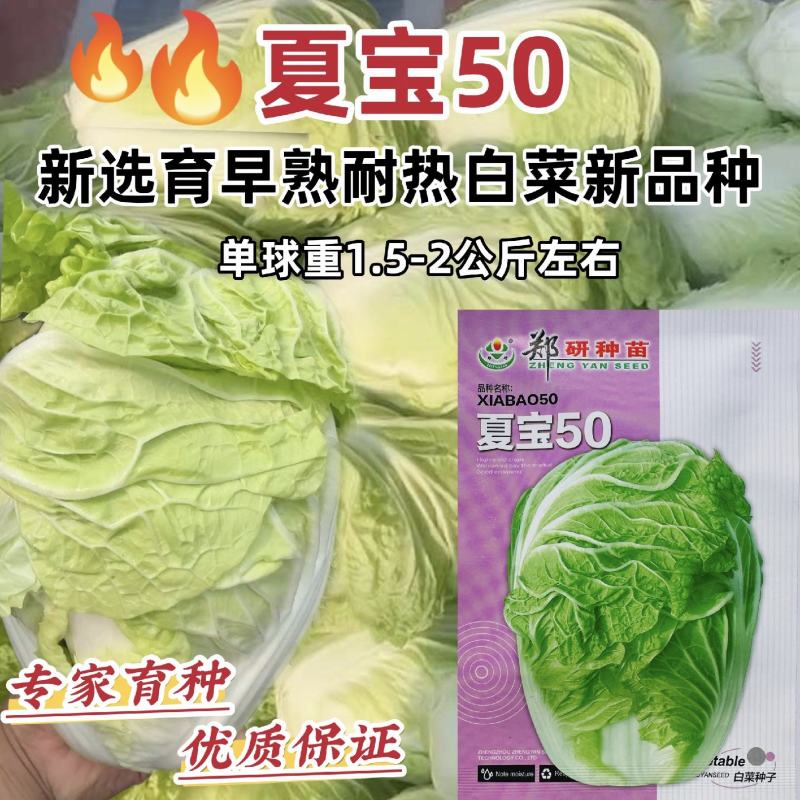 郑研种苗夏宝50天大白菜种子早熟夏阳白菜种籽夏季抗热结球