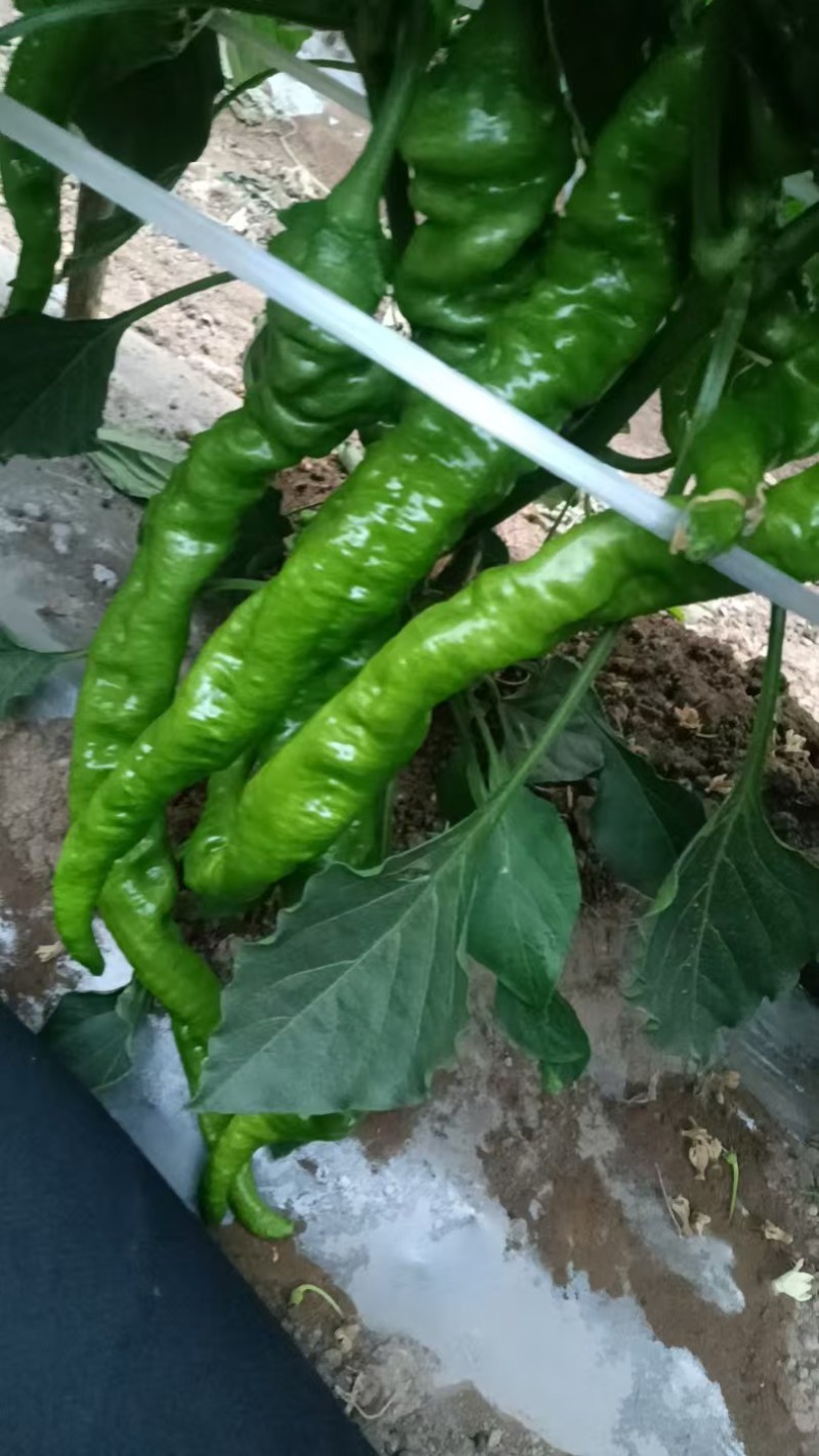 山西大同螺丝椒大量货源现摘现发保质保量欢迎随时联系