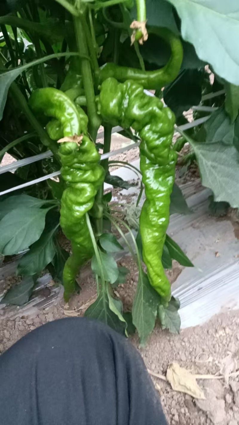 山西大同螺丝椒大量货源现摘现发保质保量欢迎随时联系