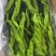 山西大同螺丝椒大量货源现摘现发保质保量欢迎随时联系