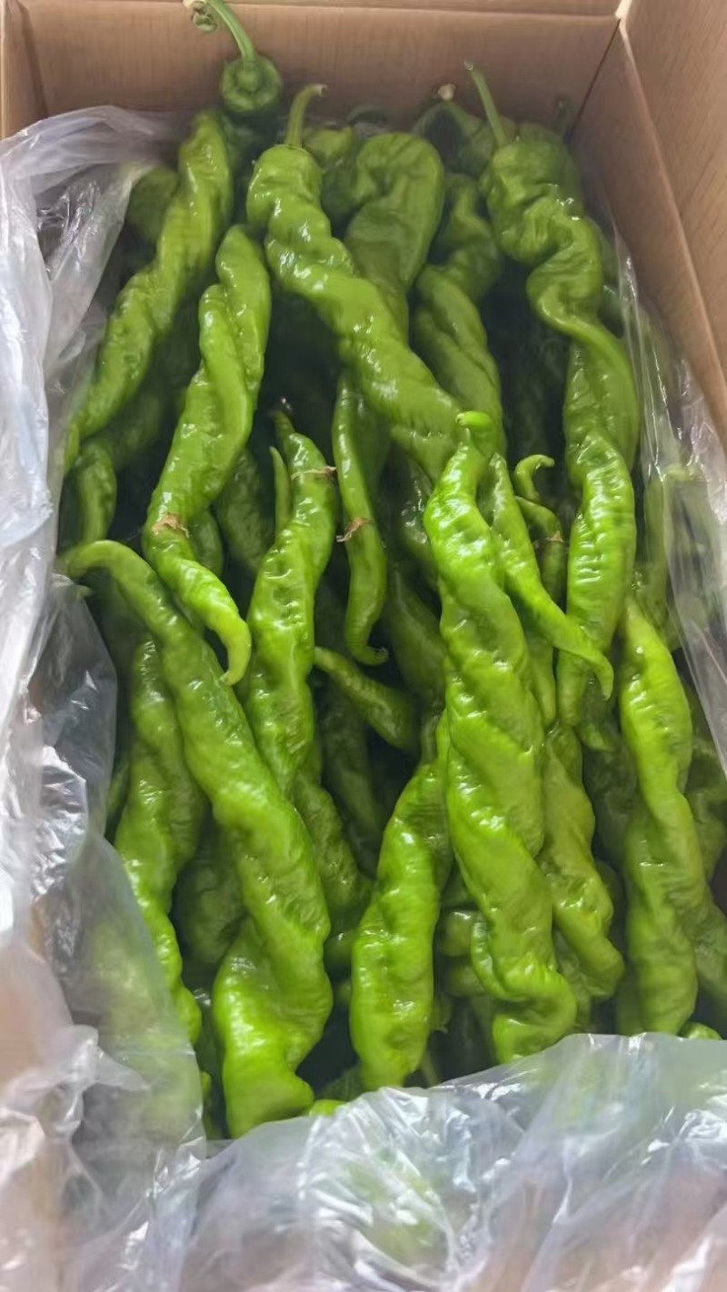 山西大同螺丝椒大量货源现摘现发保质保量欢迎随时联系