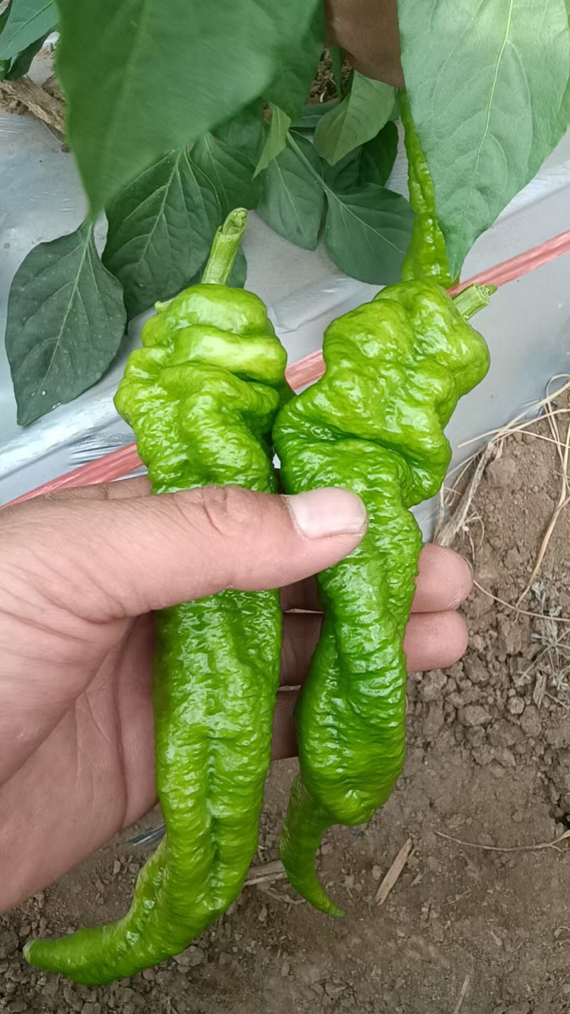 山西大同螺丝椒大量货源现摘现发保质保量欢迎随时联系