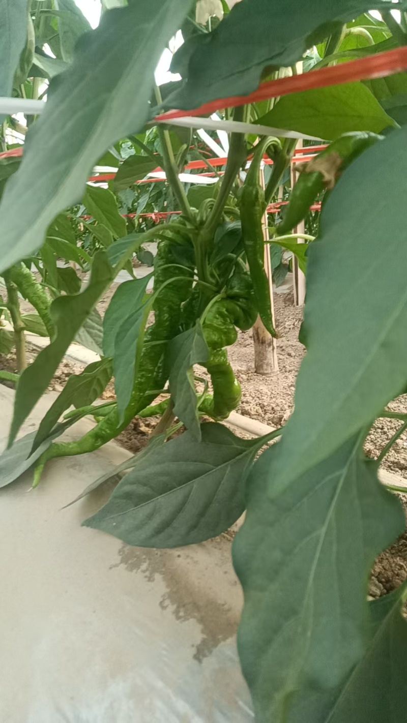 山西大同螺丝椒大量货源现摘现发保质保量欢迎随时联系