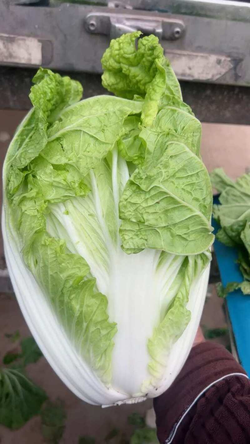 郑研种苗夏宝50天大白菜种子早熟夏阳白菜种籽夏季抗热结球