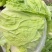 郑研种苗夏宝50天大白菜种子早熟夏阳白菜种籽夏季抗热结球