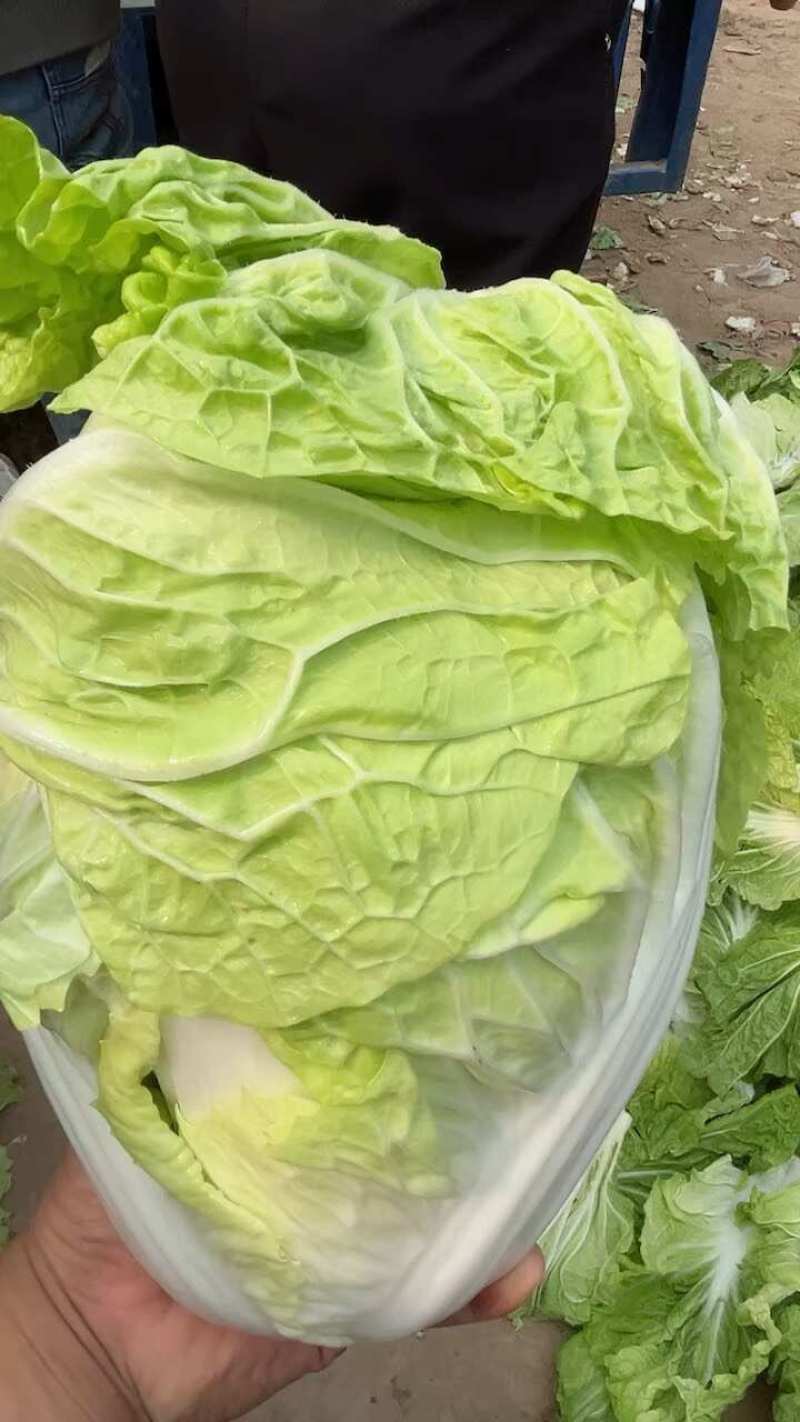 郑研种苗夏宝50天大白菜种子早熟夏阳白菜种籽夏季抗热结球