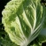 郑研种苗夏宝50天大白菜种子早熟夏阳白菜种籽夏季抗热结球