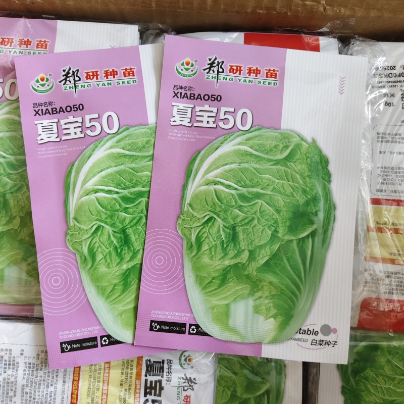 郑研种苗夏宝50天大白菜种子早熟夏阳白菜种籽夏季抗热结球