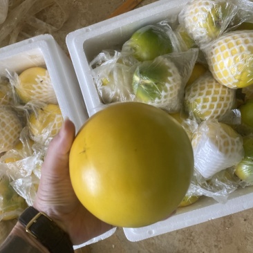 黄晶果